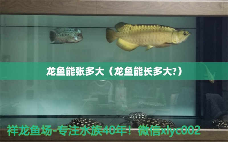 龍魚能張多大（龍魚能長多大?）