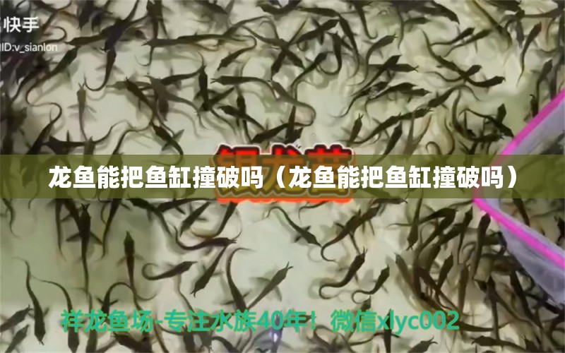 龍魚能把魚缸撞破嗎（龍魚能把魚缸撞破嗎）