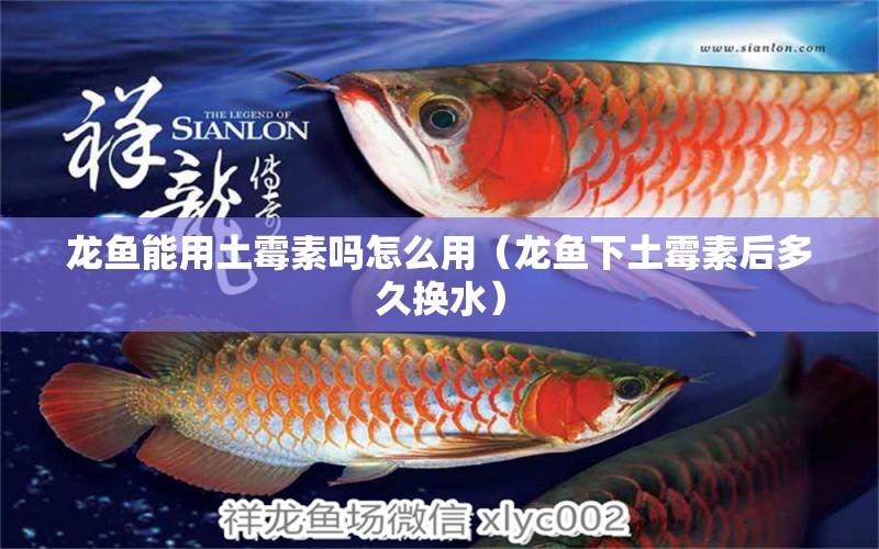 龍魚能用土霉素嗎怎么用（龍魚下土霉素后多久換水）