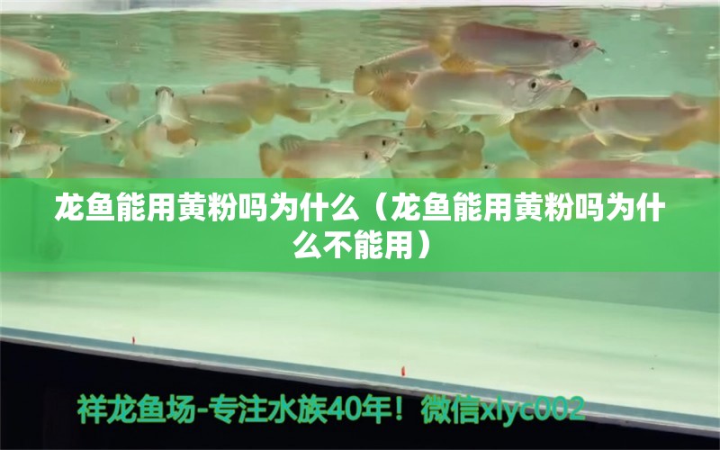 龍魚(yú)能用黃粉嗎為什么（龍魚(yú)能用黃粉嗎為什么不能用）