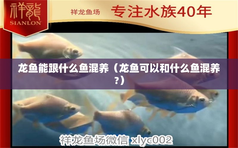 龍魚能跟什么魚混養(yǎng)（龍魚可以和什么魚混養(yǎng)?）