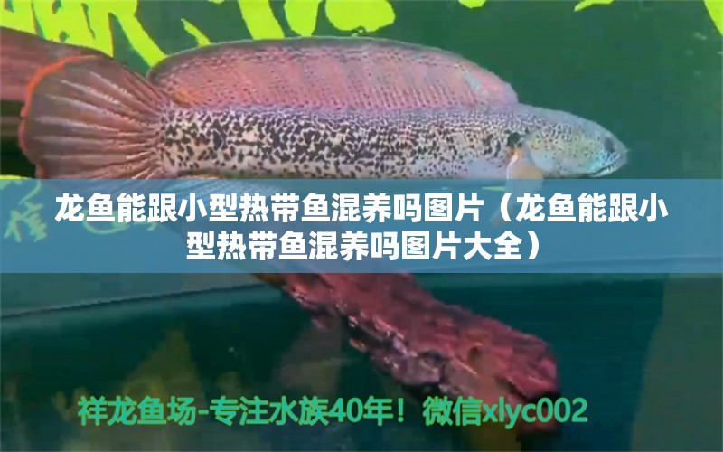 龍魚能跟小型熱帶魚混養(yǎng)嗎圖片（龍魚能跟小型熱帶魚混養(yǎng)嗎圖片大全）