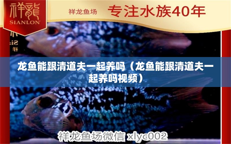 龍魚能跟清道夫一起養(yǎng)嗎（龍魚能跟清道夫一起養(yǎng)嗎視頻）