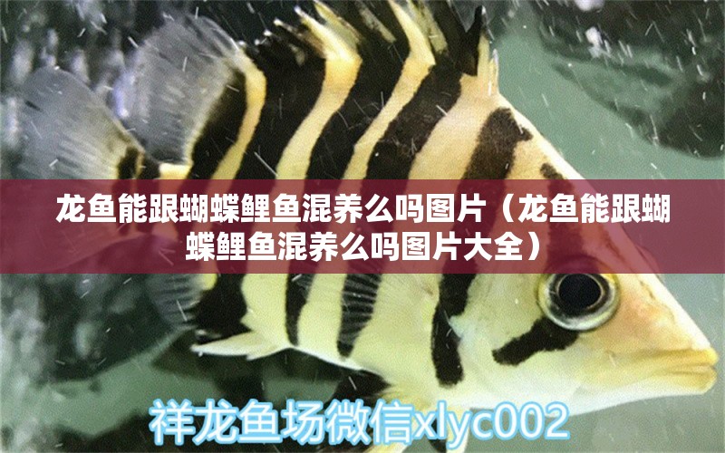 龍魚(yú)能跟蝴蝶鯉魚(yú)混養(yǎng)么嗎圖片（龍魚(yú)能跟蝴蝶鯉魚(yú)混養(yǎng)么嗎圖片大全）