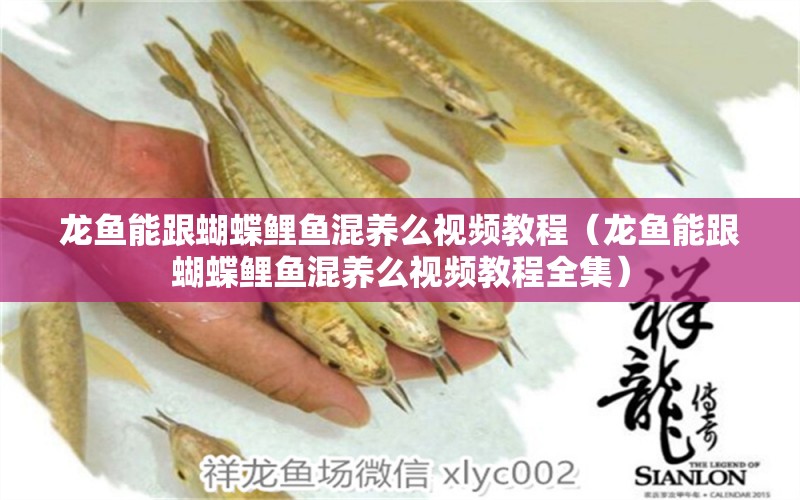 龍魚能跟蝴蝶鯉魚混養(yǎng)么視頻教程（龍魚能跟蝴蝶鯉魚混養(yǎng)么視頻教程全集） 蝴蝶鯉