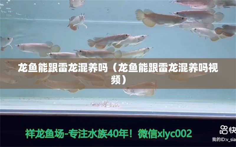 龍魚能跟雷龍混養(yǎng)嗎（龍魚能跟雷龍混養(yǎng)嗎視頻）