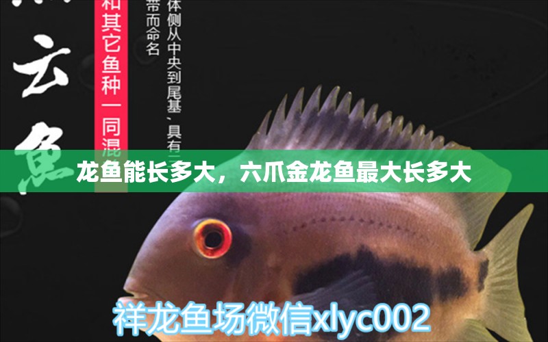 龍魚能長多大，六爪金龍魚最大長多大 養(yǎng)魚的好處 第2張