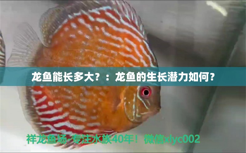 龍魚能長(zhǎng)多大？：龍魚的生長(zhǎng)潛力如何？