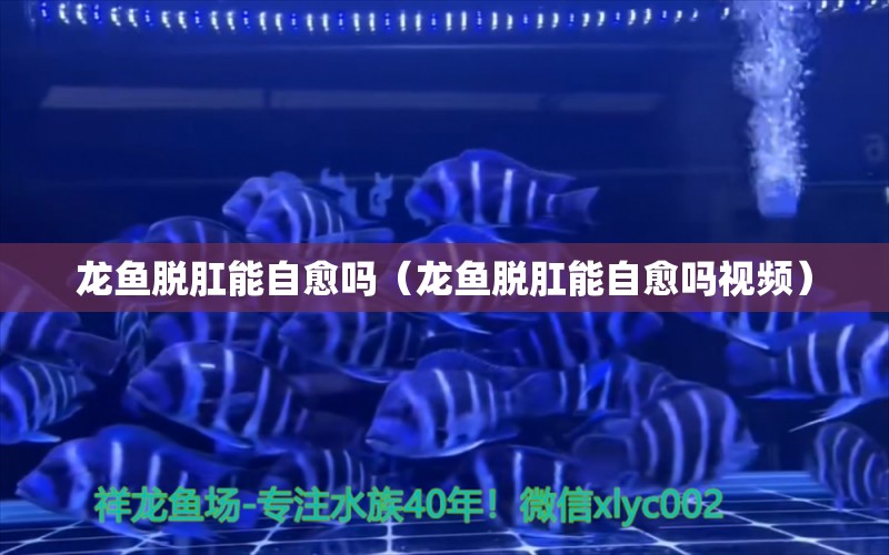 龍魚脫肛能自愈嗎（龍魚脫肛能自愈嗎視頻） 觀賞魚