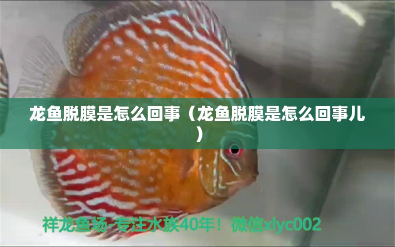 龍魚脫膜是怎么回事（龍魚脫膜是怎么回事兒）