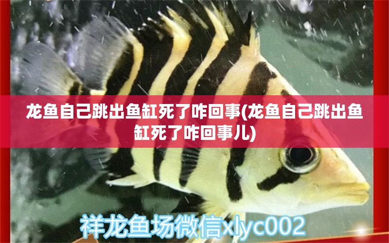 龍魚自己跳出魚缸死了咋回事(龍魚自己跳出魚缸死了咋回事兒) 藍(lán)帆三間魚