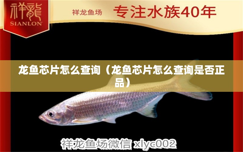 龍魚芯片怎么查詢（龍魚芯片怎么查詢是否正品） 廣州龍魚批發(fā)市場