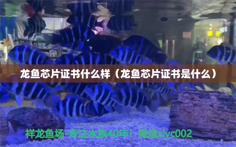 龍魚芯片證書什么樣（龍魚芯片證書是什么）