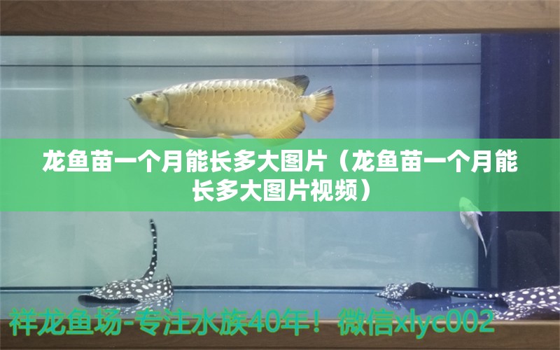 龍魚苗一個月能長多大圖片（龍魚苗一個月能長多大圖片視頻）