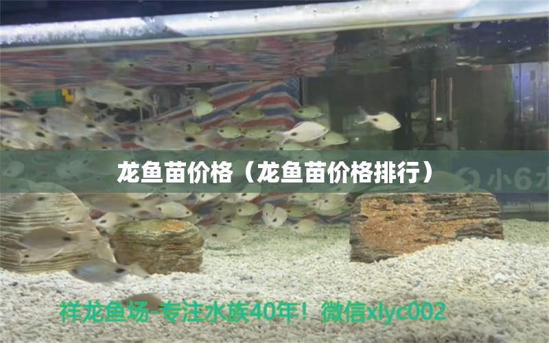 龍魚苗價格（龍魚苗價格排行）