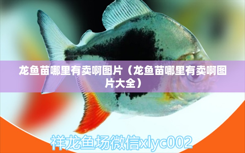 龍魚苗哪里有賣啊圖片（龍魚苗哪里有賣啊圖片大全）