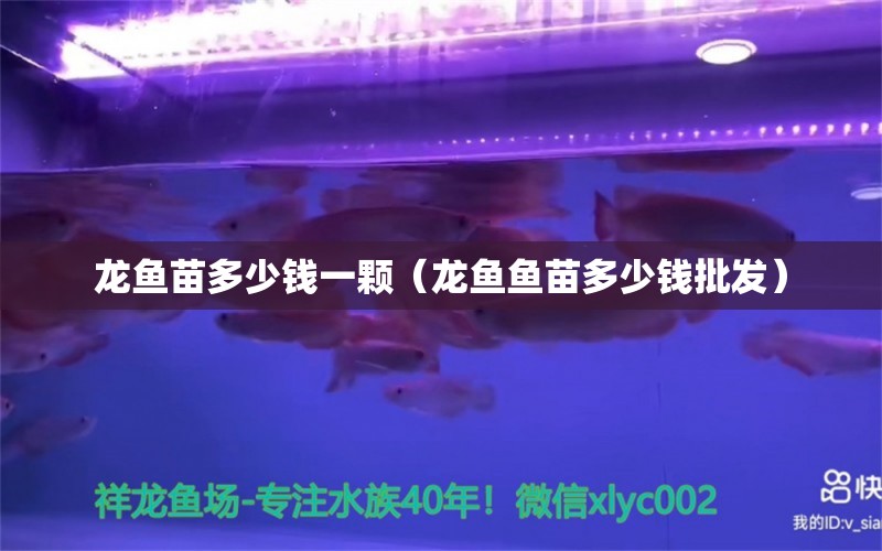 龍魚苗多少錢一顆（龍魚魚苗多少錢批發(fā)）