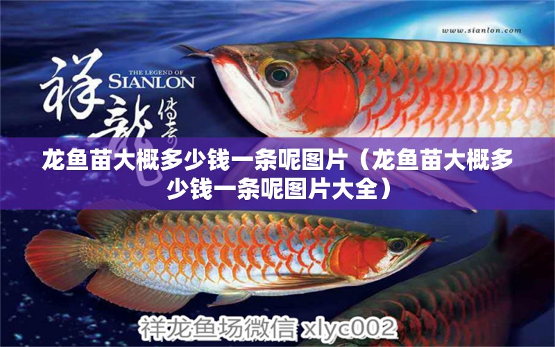 龍魚苗大概多少錢一條呢圖片（龍魚苗大概多少錢一條呢圖片大全）