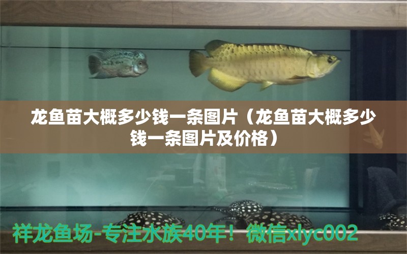 龍魚苗大概多少錢一條圖片（龍魚苗大概多少錢一條圖片及價格）