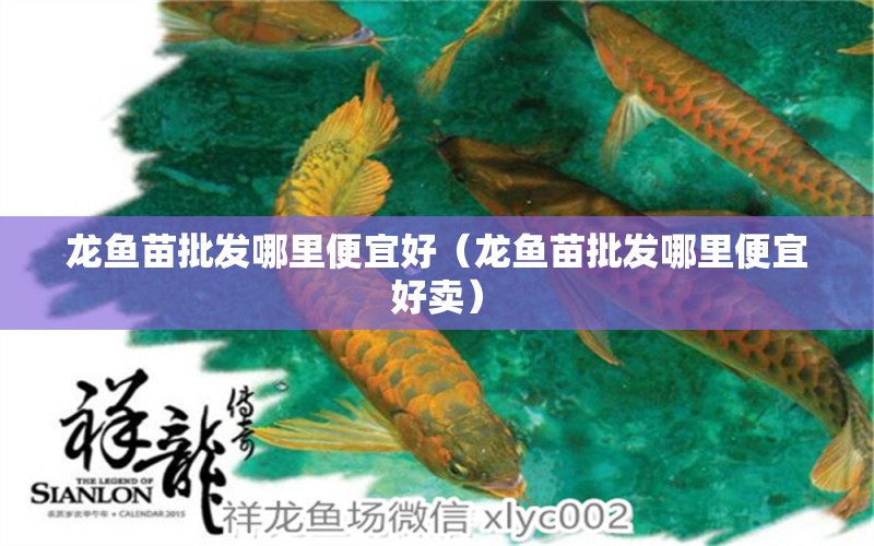 龍魚苗批發(fā)哪里便宜好（龍魚苗批發(fā)哪里便宜好賣） 廣州龍魚批發(fā)市場