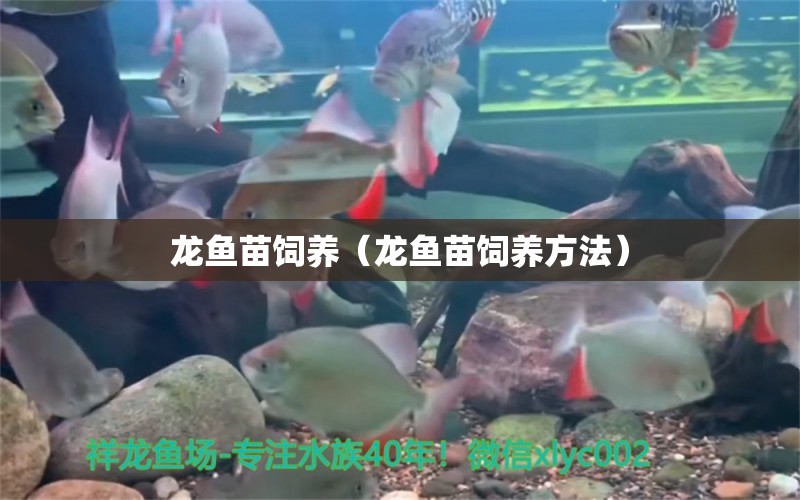 龍魚苗飼養(yǎng)（龍魚苗飼養(yǎng)方法）