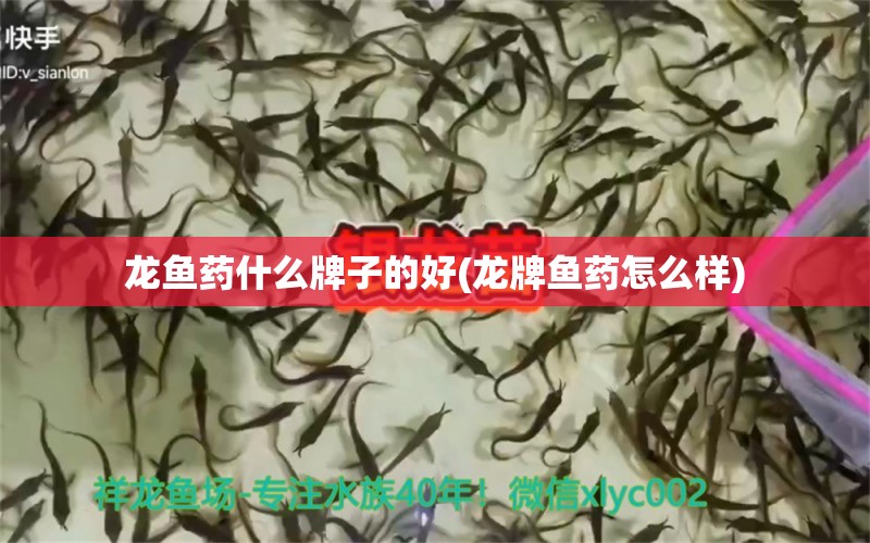 龍魚藥什么牌子的好(龍牌魚藥怎么樣) 成吉思汗鯊（球鯊）魚