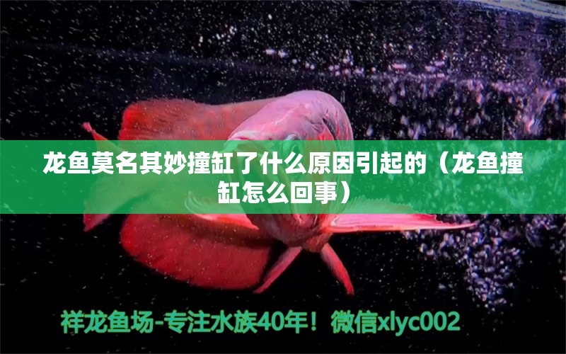 龍魚莫名其妙撞缸了什么原因引起的（龍魚撞缸怎么回事）