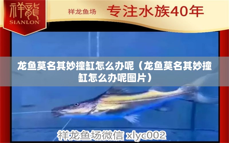 龍魚莫名其妙撞缸怎么辦呢（龍魚莫名其妙撞缸怎么辦呢圖片）