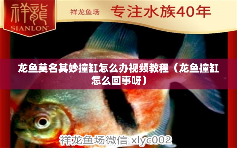 龍魚莫名其妙撞缸怎么辦視頻教程（龍魚撞缸怎么回事呀）