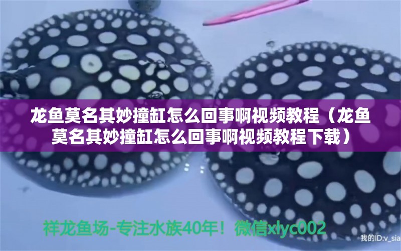 龍魚莫名其妙撞缸怎么回事啊視頻教程（龍魚莫名其妙撞缸怎么回事啊視頻教程下載） 廣州龍魚批發(fā)市場