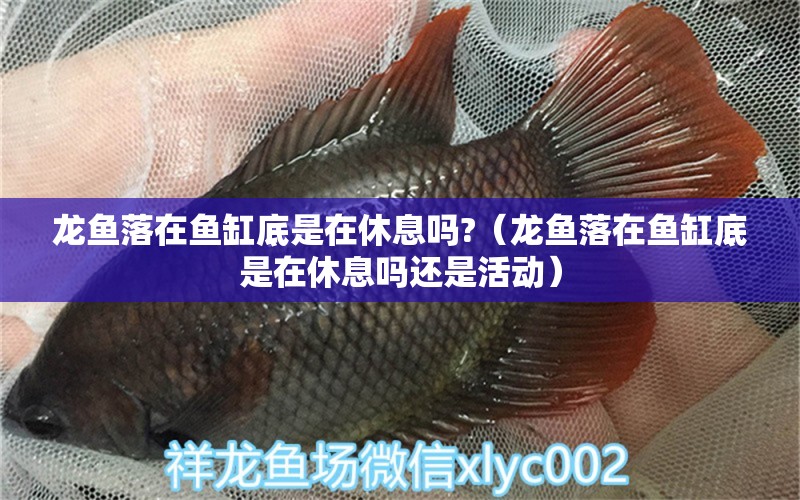 龍魚(yú)落在魚(yú)缸底是在休息嗎?（龍魚(yú)落在魚(yú)缸底是在休息嗎還是活動(dòng)）