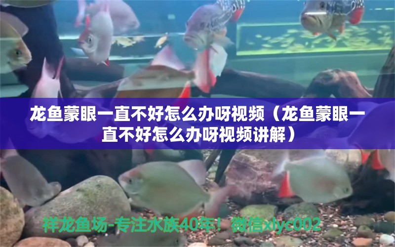 龍魚蒙眼一直不好怎么辦呀視頻（龍魚蒙眼一直不好怎么辦呀視頻講解）