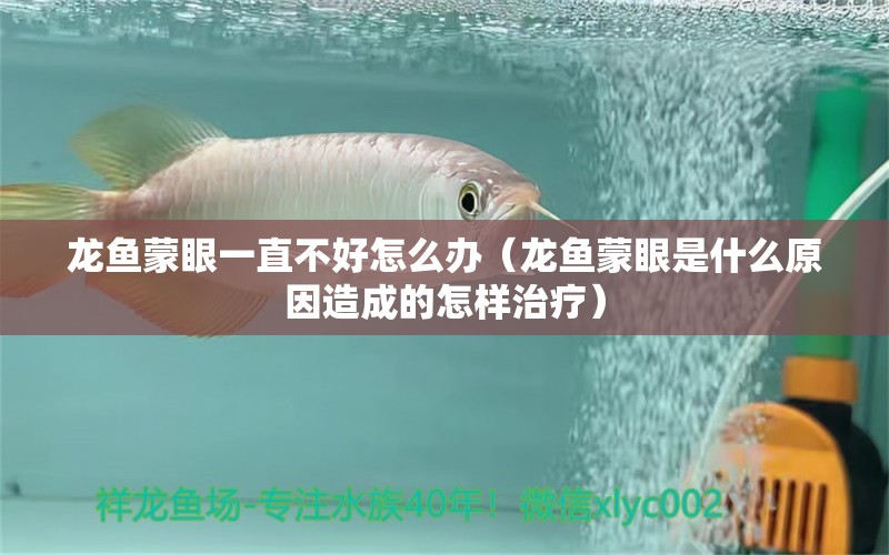 龍魚(yú)蒙眼一直不好怎么辦（龍魚(yú)蒙眼是什么原因造成的怎樣治療）