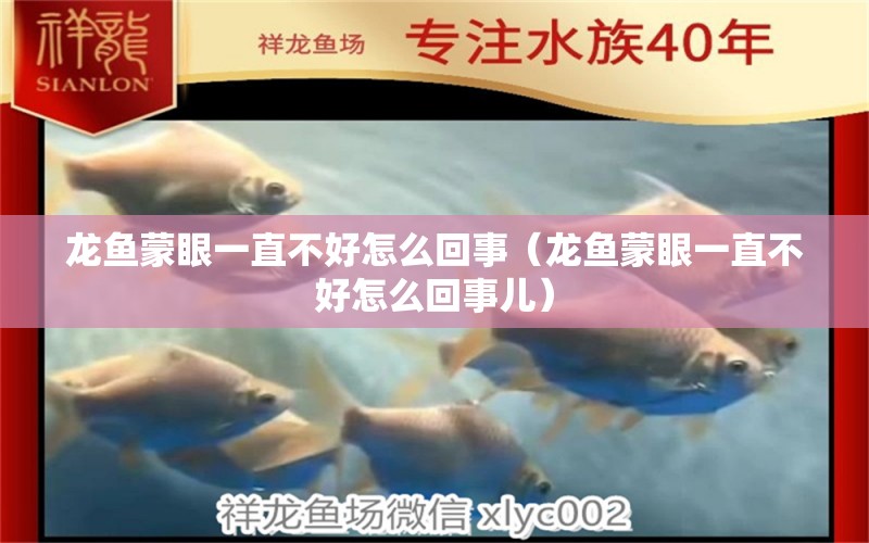 龍魚蒙眼一直不好怎么回事（龍魚蒙眼一直不好怎么回事兒） 廣州龍魚批發(fā)市場