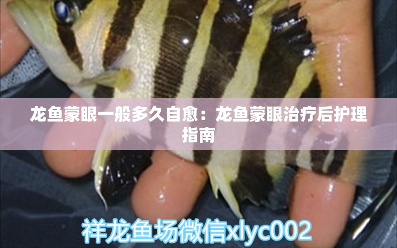 龍魚蒙眼一般多久自愈：龍魚蒙眼治療后護(hù)理指南 龍魚百科 第2張