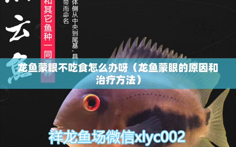 龍魚蒙眼不吃食怎么辦呀（龍魚蒙眼的原因和治療方法）