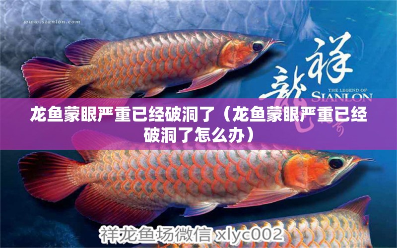 龍魚(yú)蒙眼嚴(yán)重已經(jīng)破洞了（龍魚(yú)蒙眼嚴(yán)重已經(jīng)破洞了怎么辦） 祥龍水族醫(yī)院