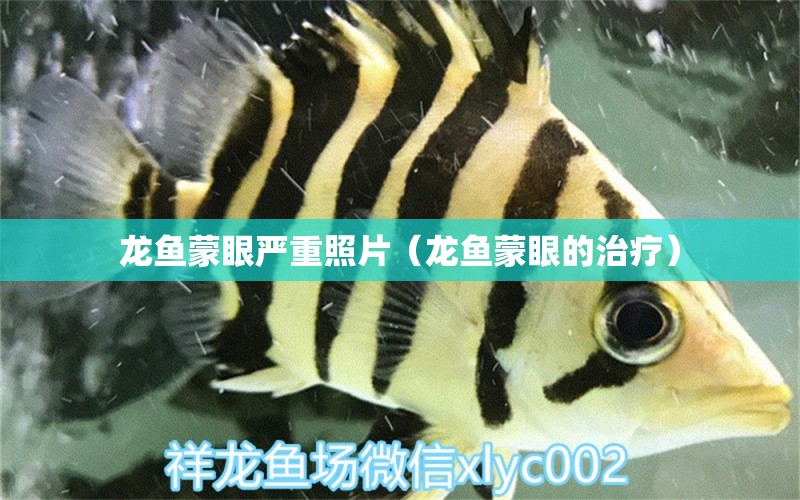 龍魚蒙眼嚴(yán)重照片（龍魚蒙眼的治療）