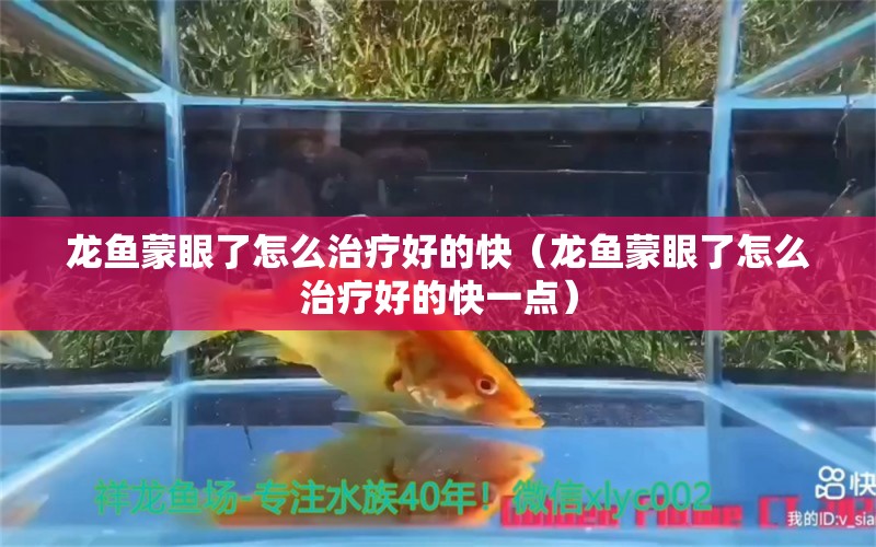 龍魚蒙眼了怎么治療好的快（龍魚蒙眼了怎么治療好的快一點(diǎn)）