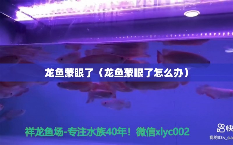 龍魚蒙眼了（龍魚蒙眼了怎么辦） 廣州龍魚批發(fā)市場