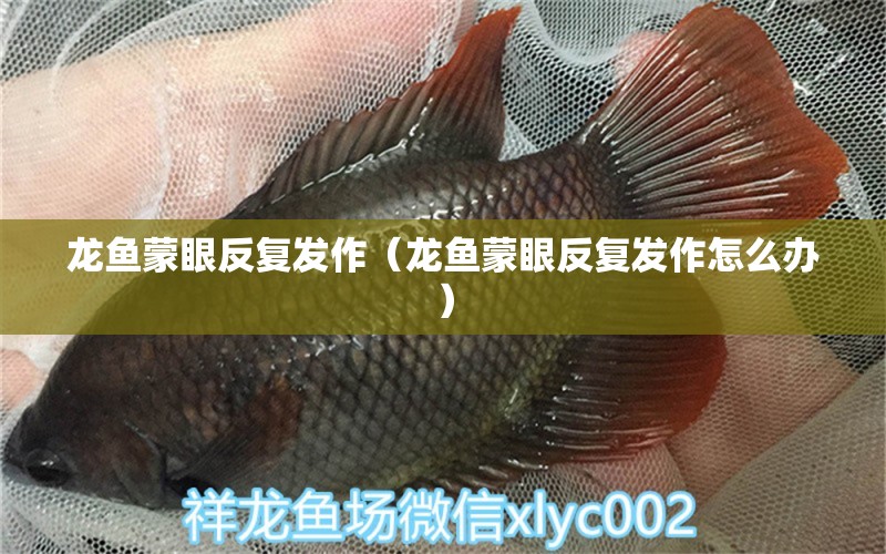 龍魚蒙眼反復發(fā)作（龍魚蒙眼反復發(fā)作怎么辦）