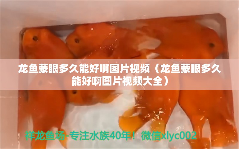 龍魚蒙眼多久能好啊圖片視頻（龍魚蒙眼多久能好啊圖片視頻大全）