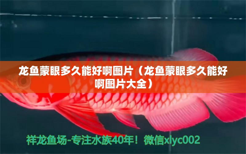 龍魚蒙眼多久能好啊圖片（龍魚蒙眼多久能好啊圖片大全）