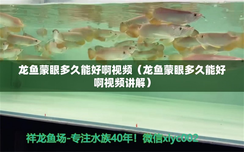 龍魚(yú)蒙眼多久能好啊視頻（龍魚(yú)蒙眼多久能好啊視頻講解） 廣州龍魚(yú)批發(fā)市場(chǎng)