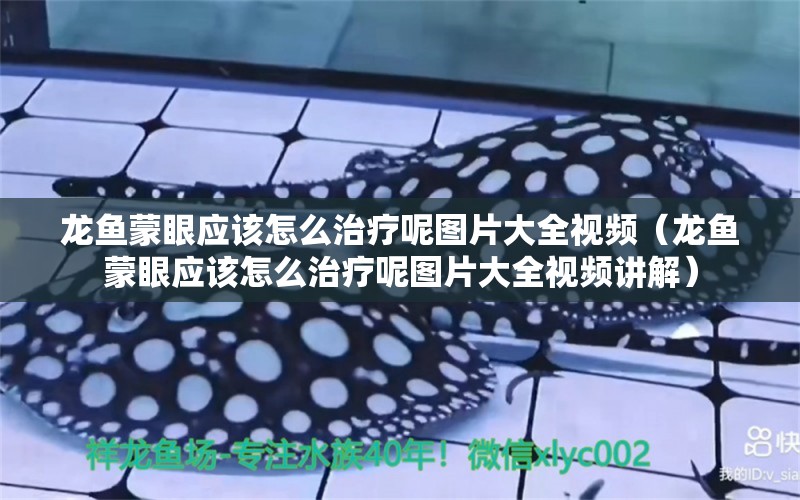 龍魚蒙眼應該怎么治療呢圖片大全視頻（龍魚蒙眼應該怎么治療呢圖片大全視頻講解）