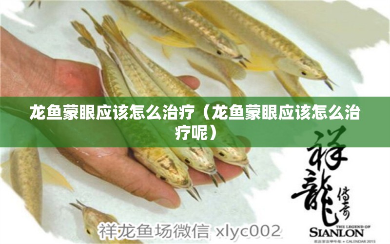 龍魚蒙眼應該怎么治療（龍魚蒙眼應該怎么治療呢）