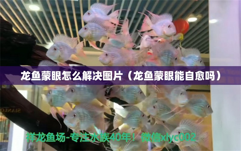 龍魚蒙眼怎么解決圖片（龍魚蒙眼能自愈嗎）