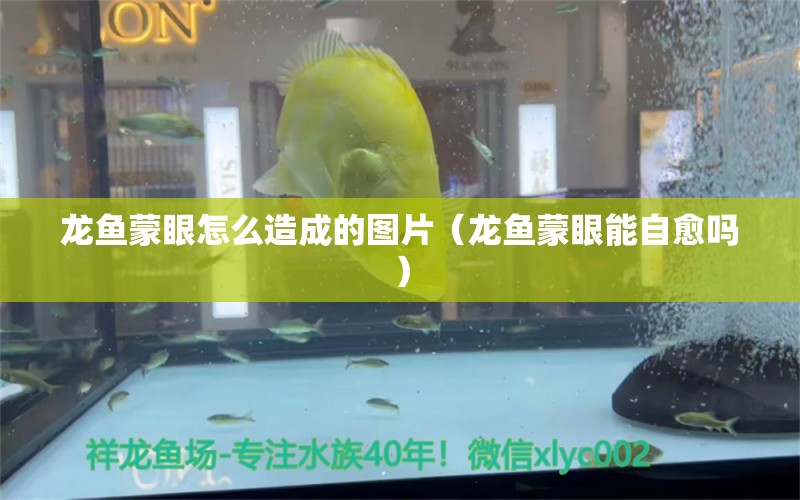 龍魚蒙眼怎么造成的圖片（龍魚蒙眼能自愈嗎）