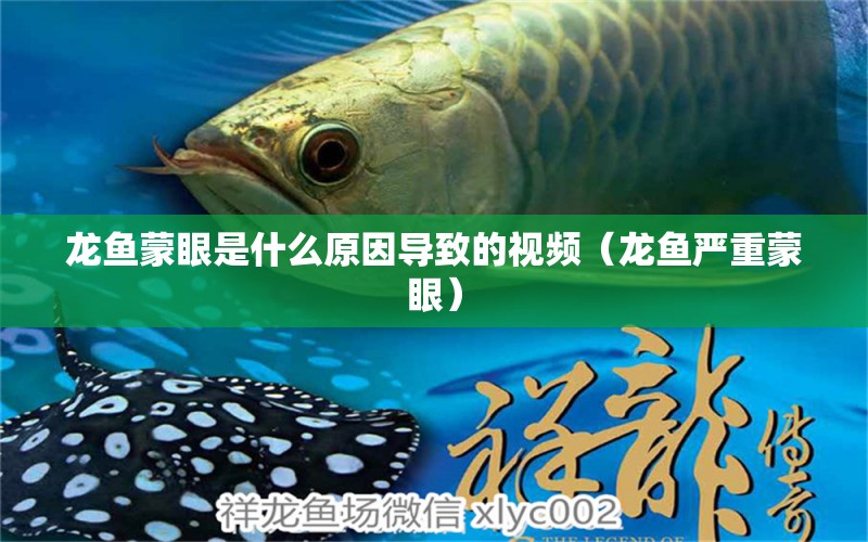 龍魚蒙眼是什么原因?qū)е碌囊曨l（龍魚嚴(yán)重蒙眼）