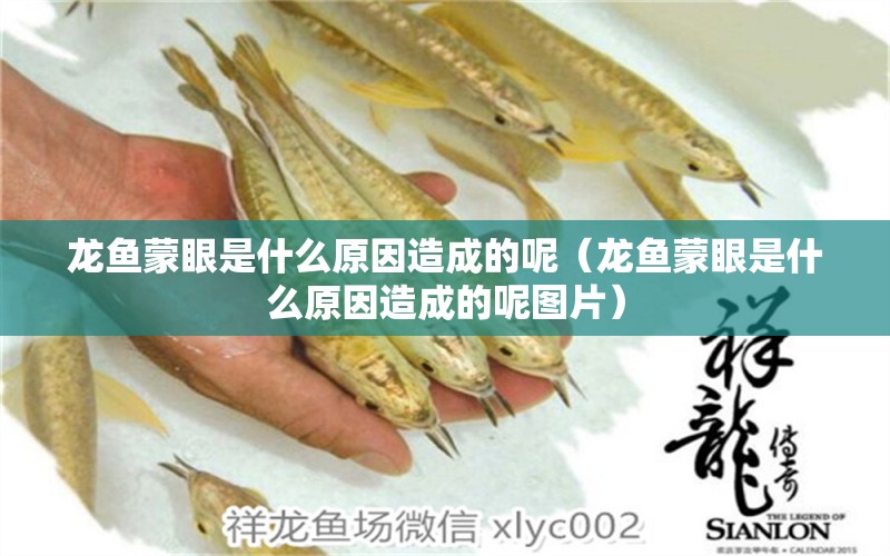 龍魚蒙眼是什么原因造成的呢（龍魚蒙眼是什么原因造成的呢圖片） 廣州龍魚批發(fā)市場